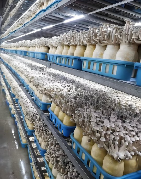 40 Foot Intelligent Mushroom Growing Smart Tank