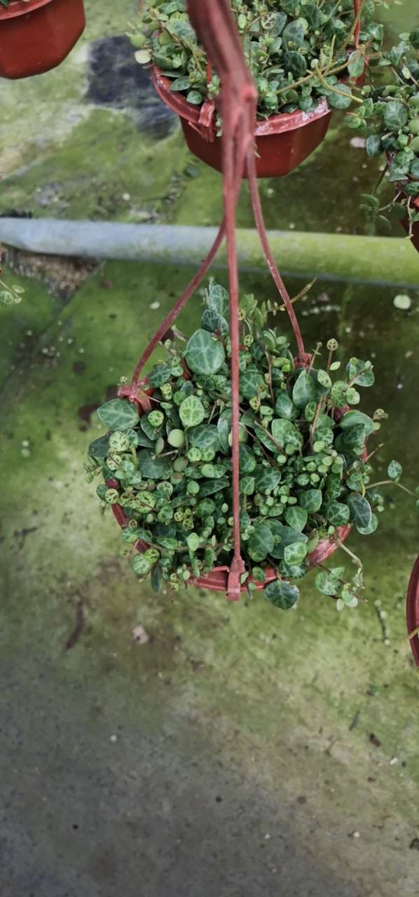 Wholesale Vine Plants Peperomia Prostrata