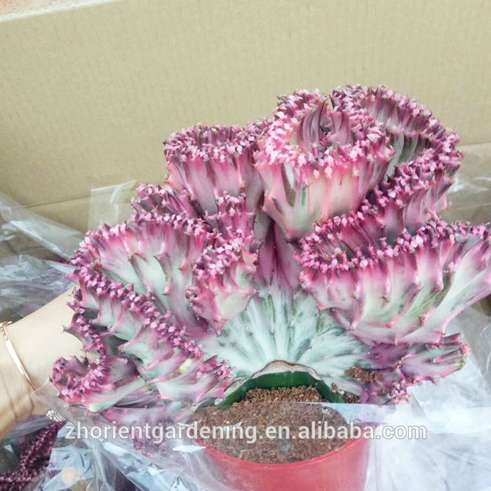 Succulent Plant Garden Live Plants Cactus Ornamental Plant Nursery