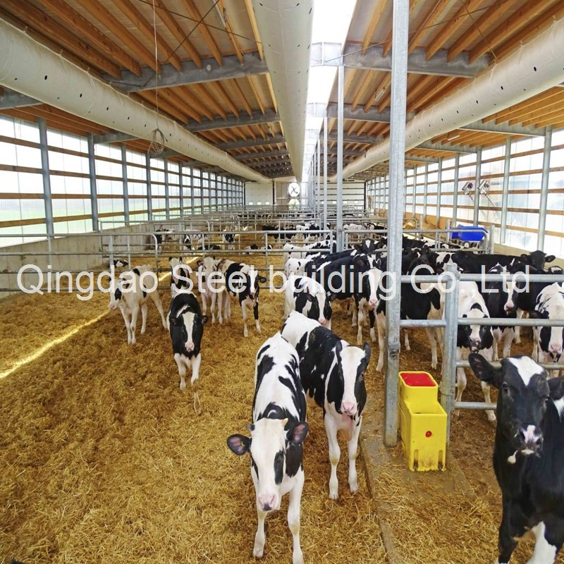 Prefabricated Steel Structure Dairy Poultry Shed Farm House Steel Cow/Cattle House Building