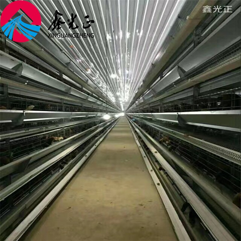 Automatic Chicken Egg Laying Cage for Poultry Farm House