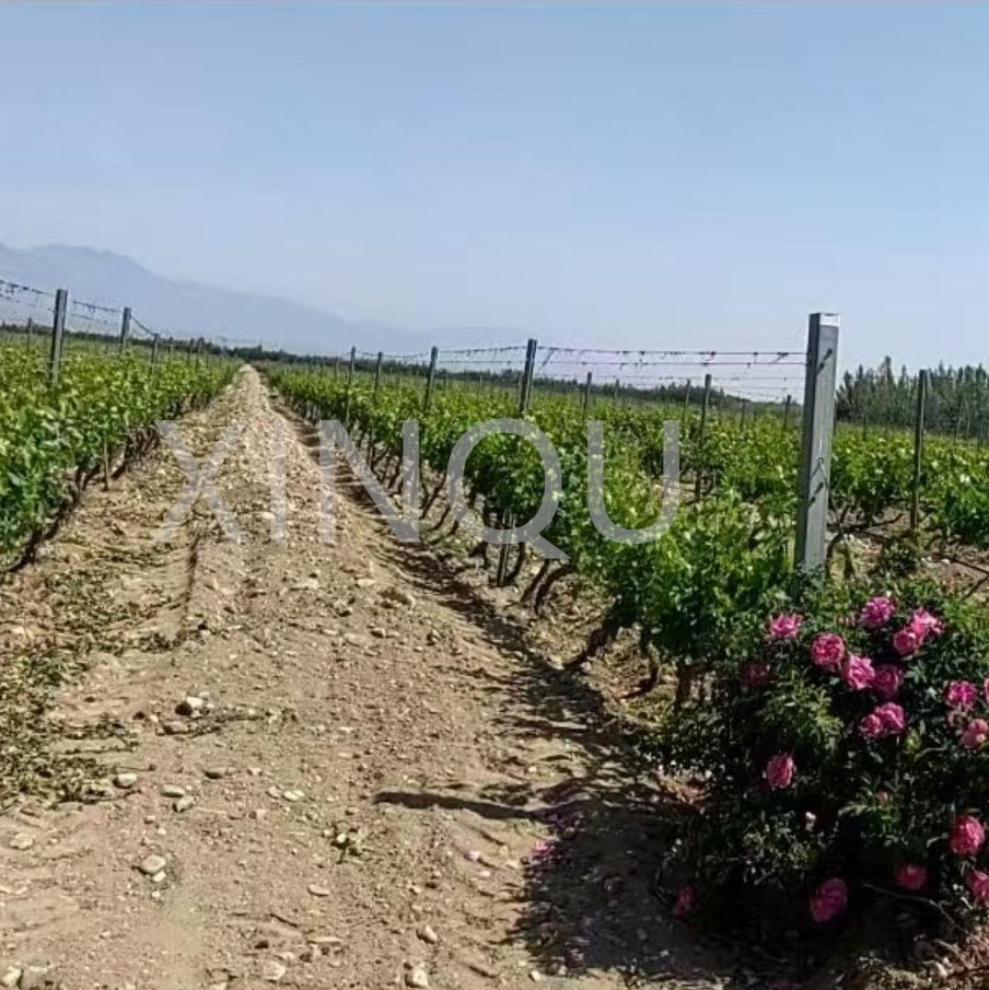 2.0mm Hot Dipped Puesto De Vinedo Plant Heavy Duty Galvanized Metal Grape Stake 200G/M Zinc Power Coated Orchard Trellis Pole Use in Farm