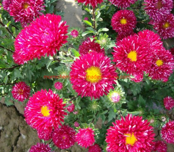 Aster Seeds with Double Petal for Garden Planting