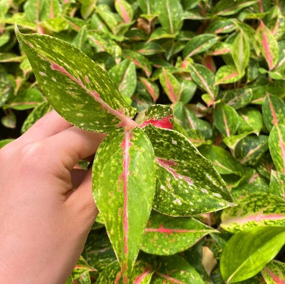 Aglaonema Indoor Seedling Plants Plug Plants Wholesale Nursery Live Plants