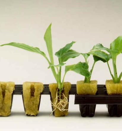 Rock Wool Grow Blocks Cubes/Angricultural Hydroponics Rockwool for Plants