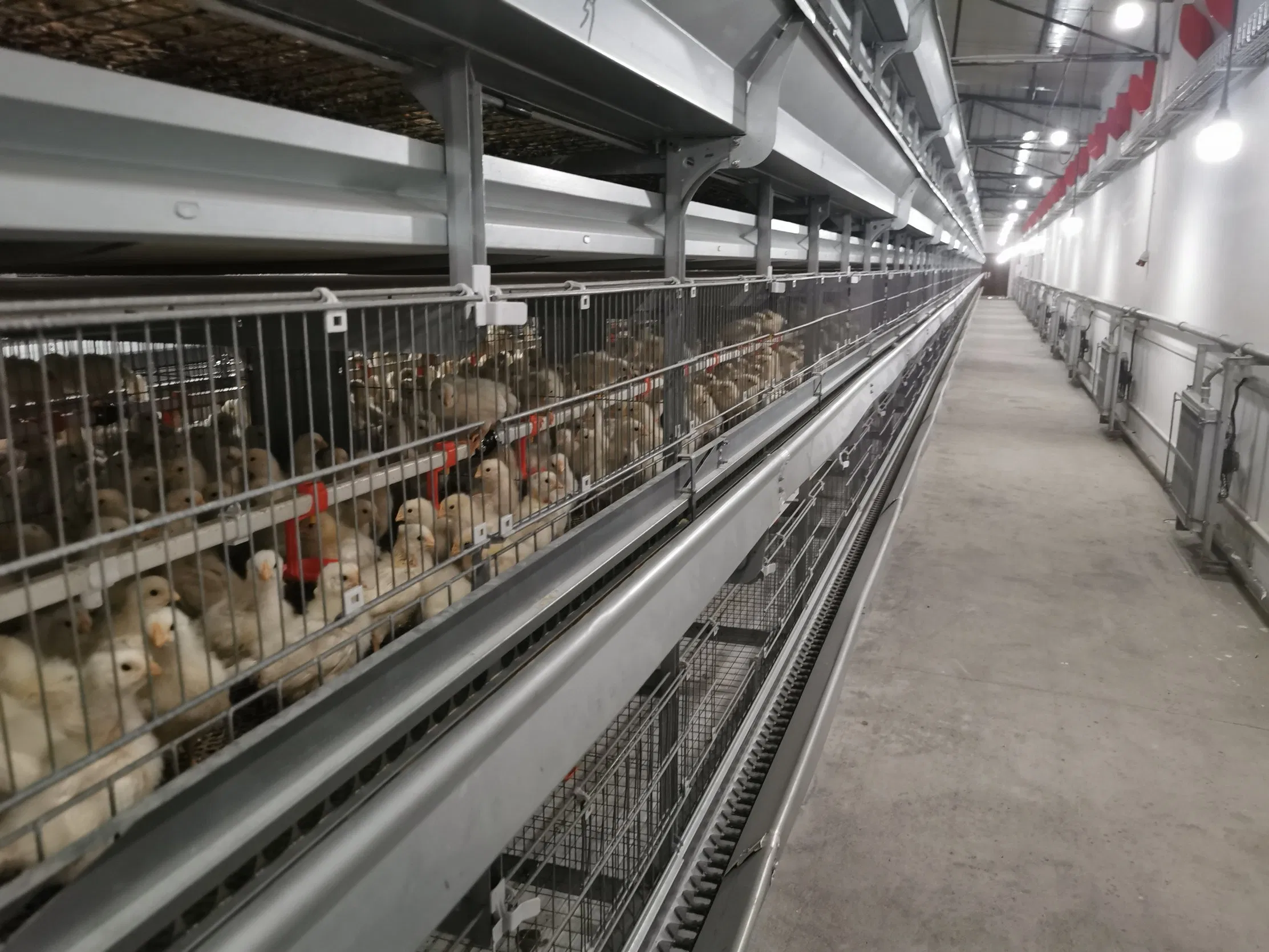 Автоматические клетки для кур-несушек H-типа
