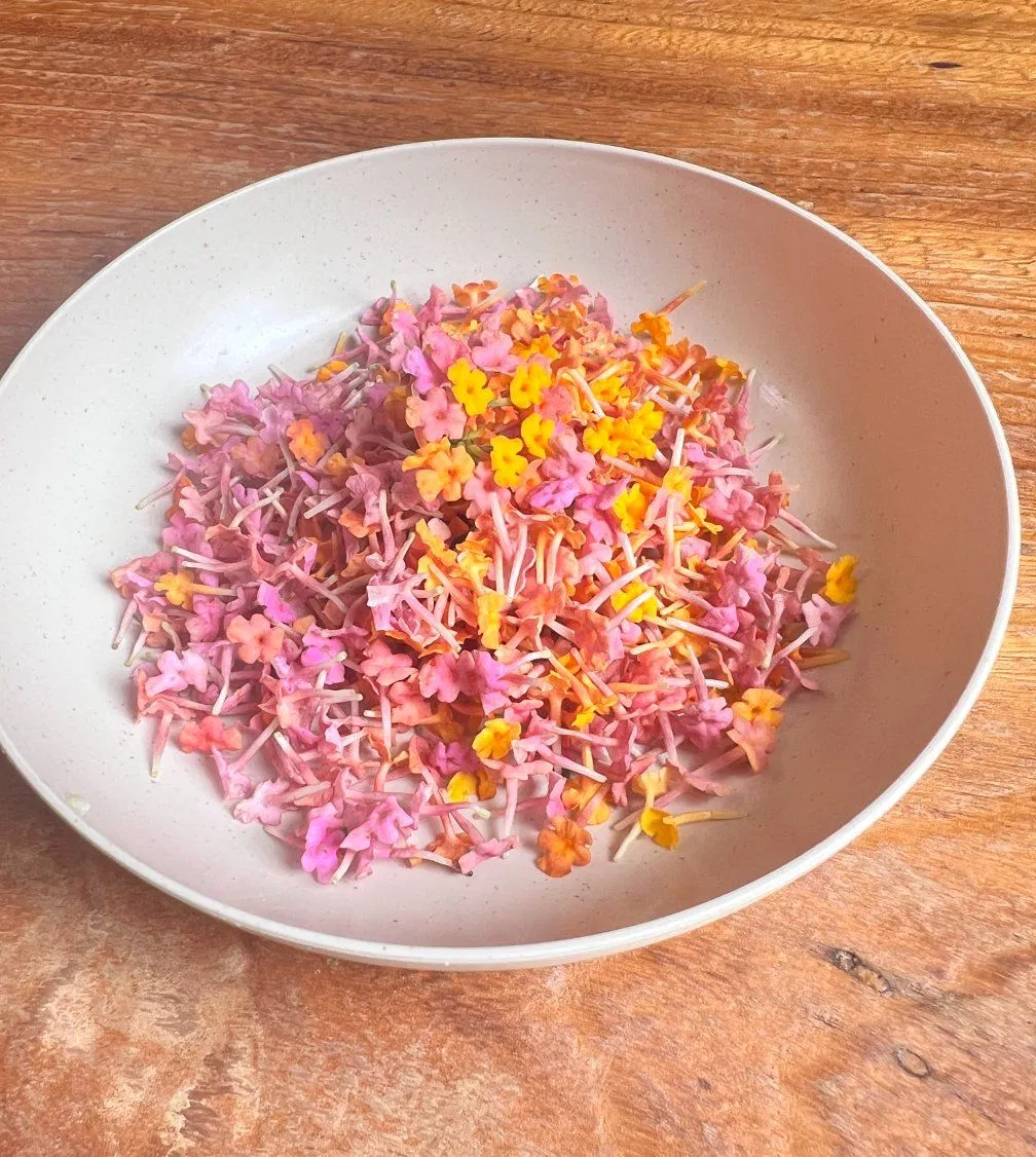 Hand-Formulated Pure Natural Plant-Sourced Scent-Complex Body Soap