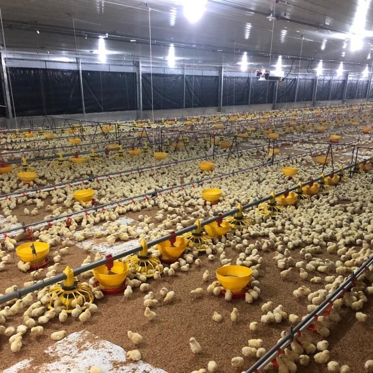Prefab Steel Structure Chicken House with Equipment for Sale