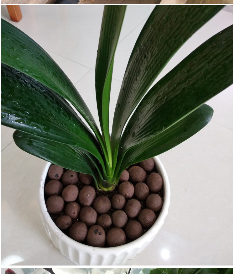 Expanded Clay Pebbles 8-12mm