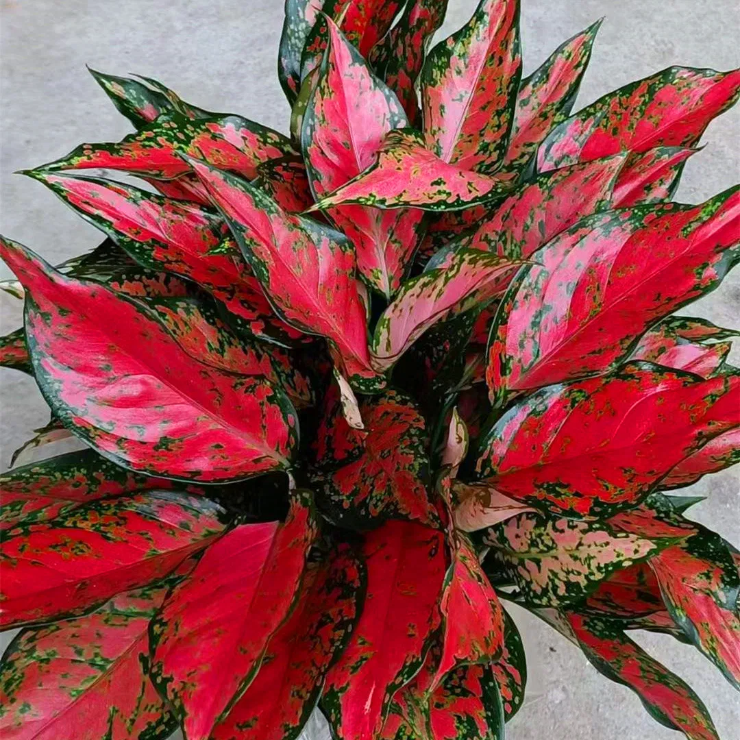 Red Angle Aglaonema Tray Seedling Indoor Plants Flower Gardening Plant Tissue Culture