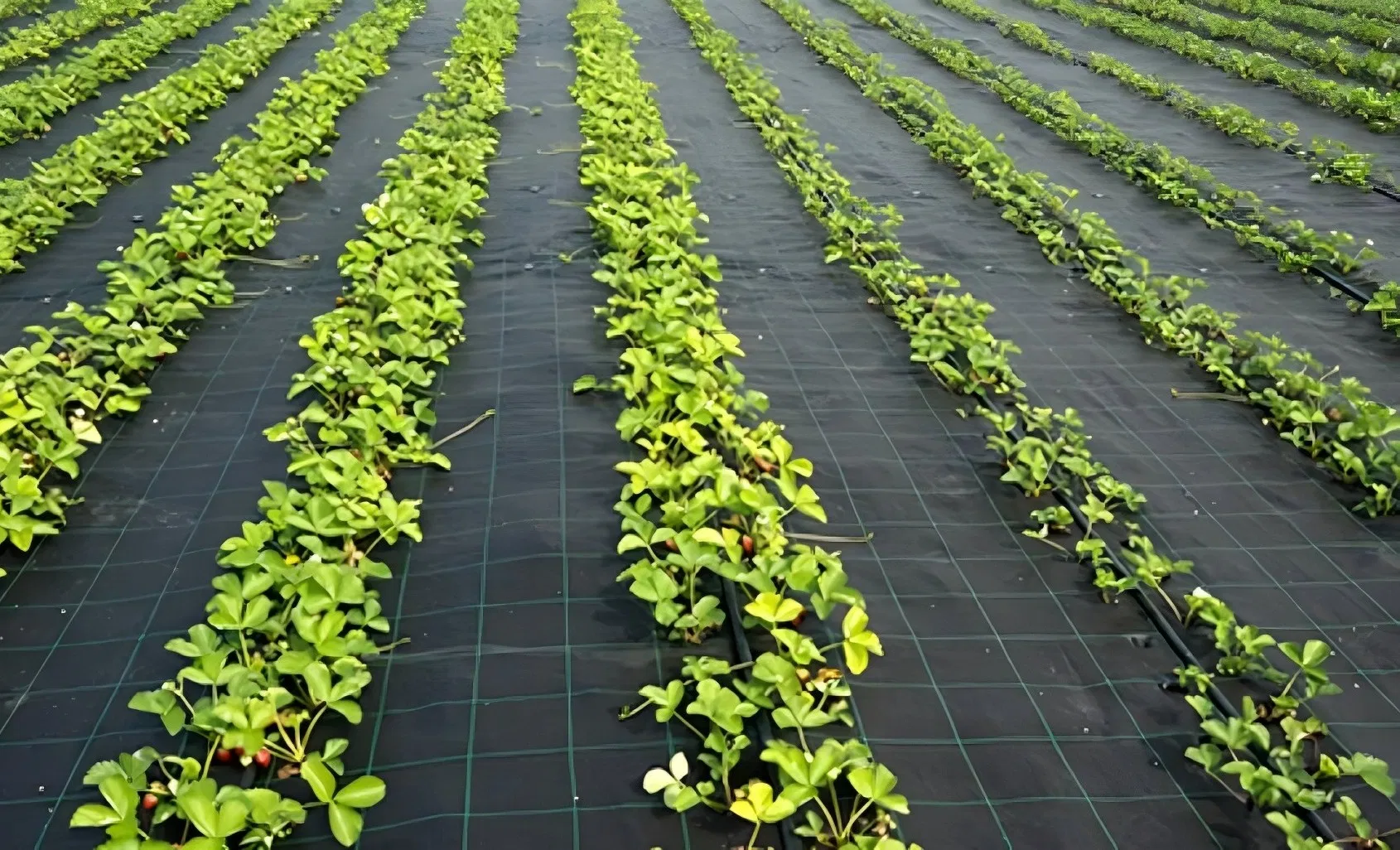 Black/Green Anti UV Anti Grass Ground Cover 6m Width Weed Mat