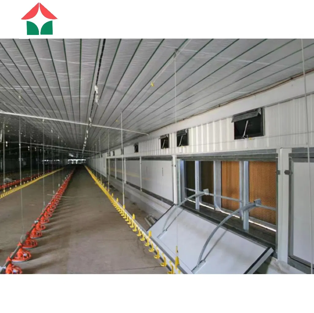Steel Structure Building for Layer and Broiler Chicken Farm Low Cost
