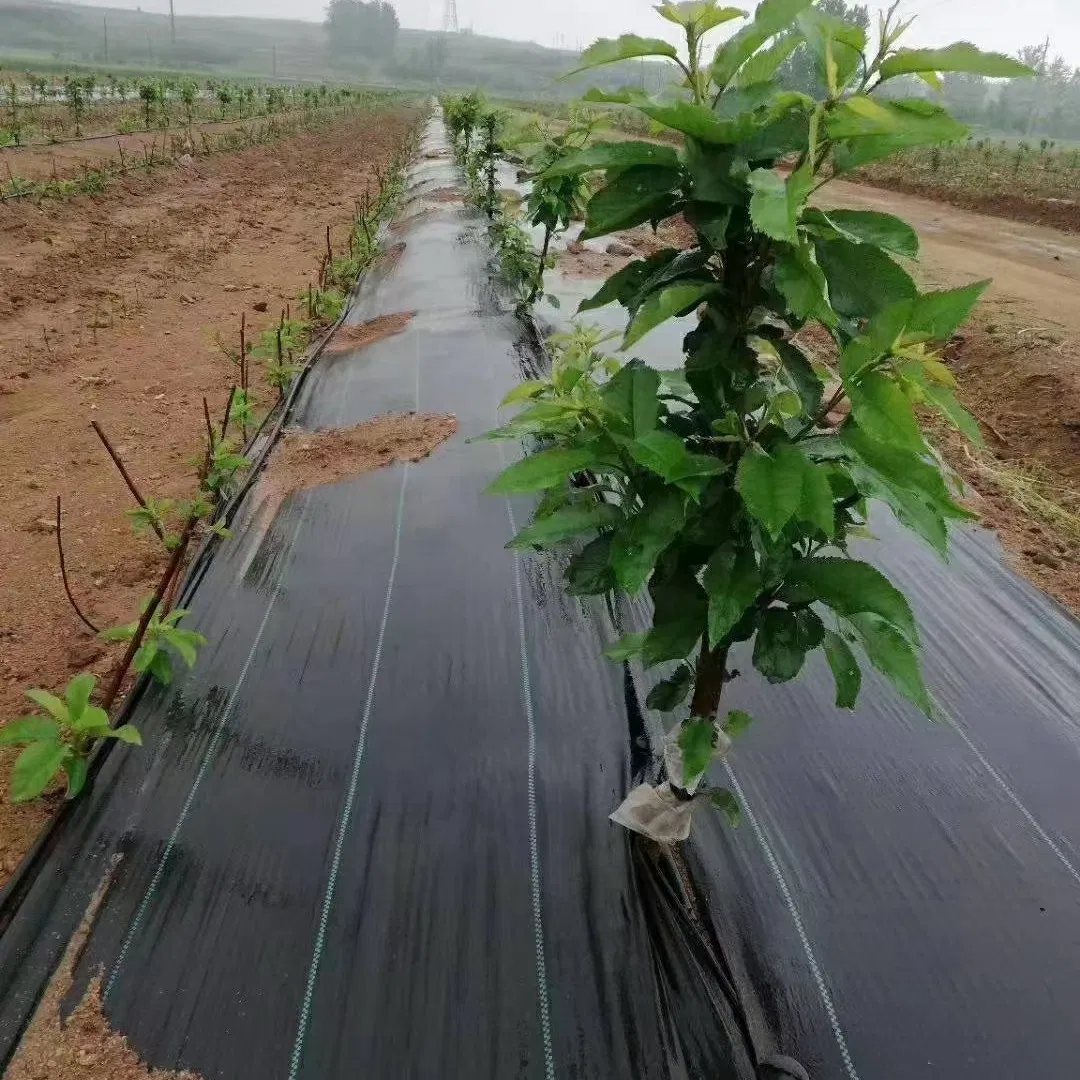 Weed Barrier Woven Fabric PP Ground Cover Mat for Vegetable Garden