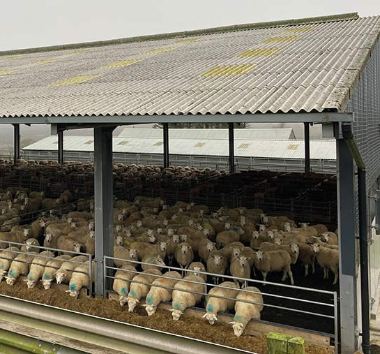 Prefabricated /Prefab Steel Frame Animal Poultry Farm Sheep Goat Storage Metal Shed