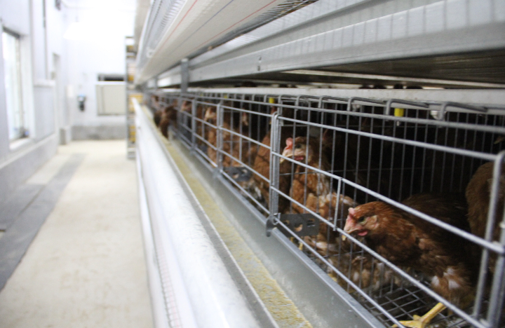 Light Steel Frame Modular Chicken House with Full Equipment From China