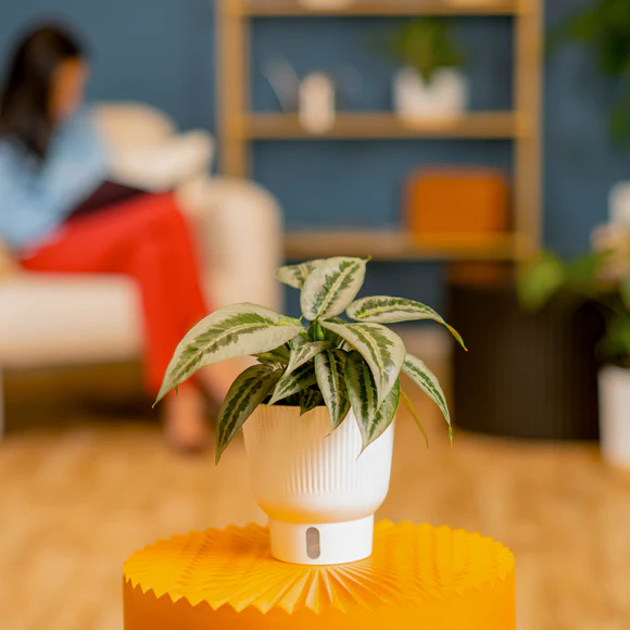 Fresh Plant Silver Indukan with Medium Self-Watering Pot