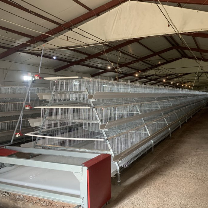 a-Type Cage Egg Breeding with Automatic Machine System