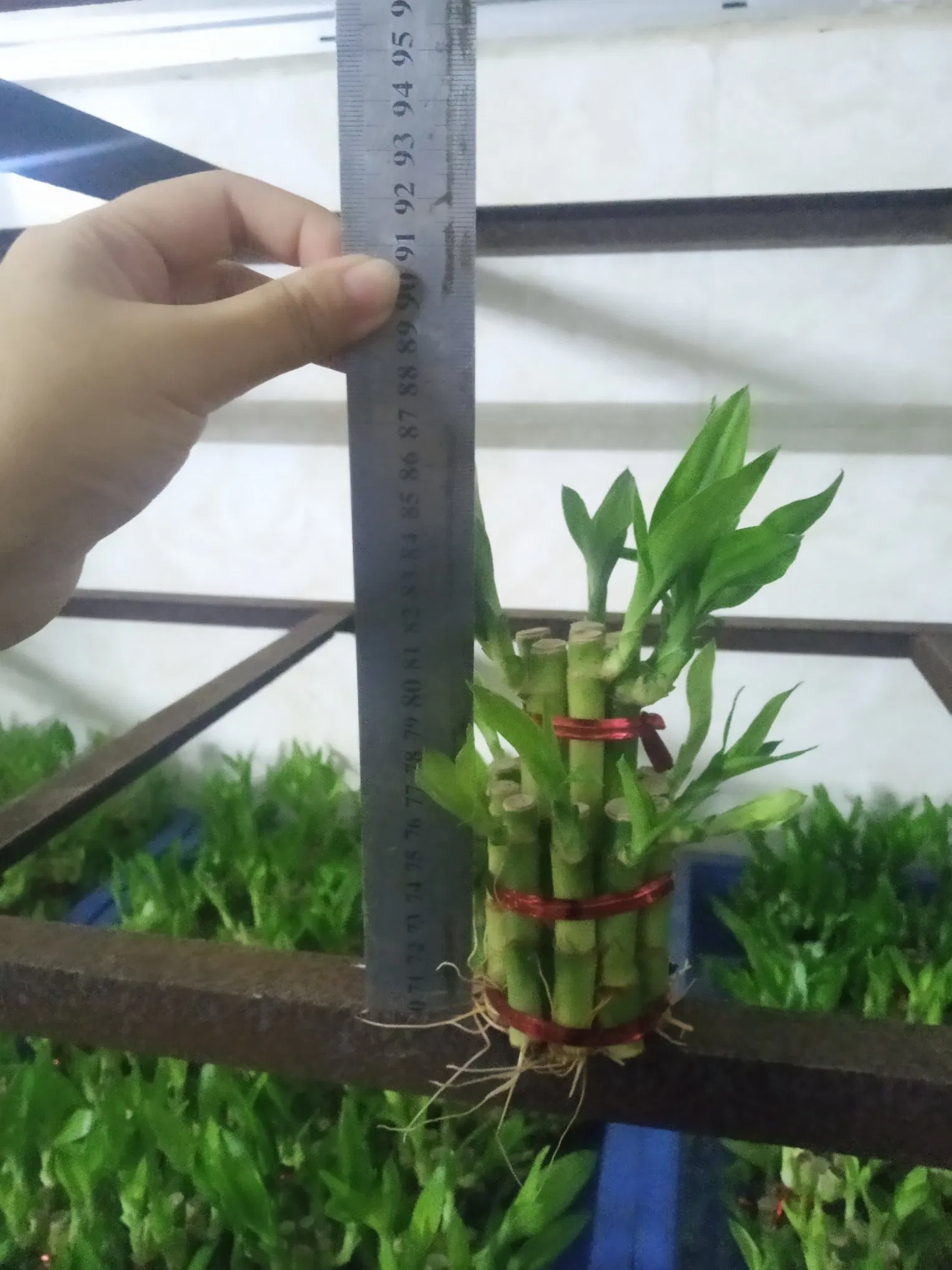 China Lucky Bamboo Supplier Live Plants Good Quality Bamboo Material