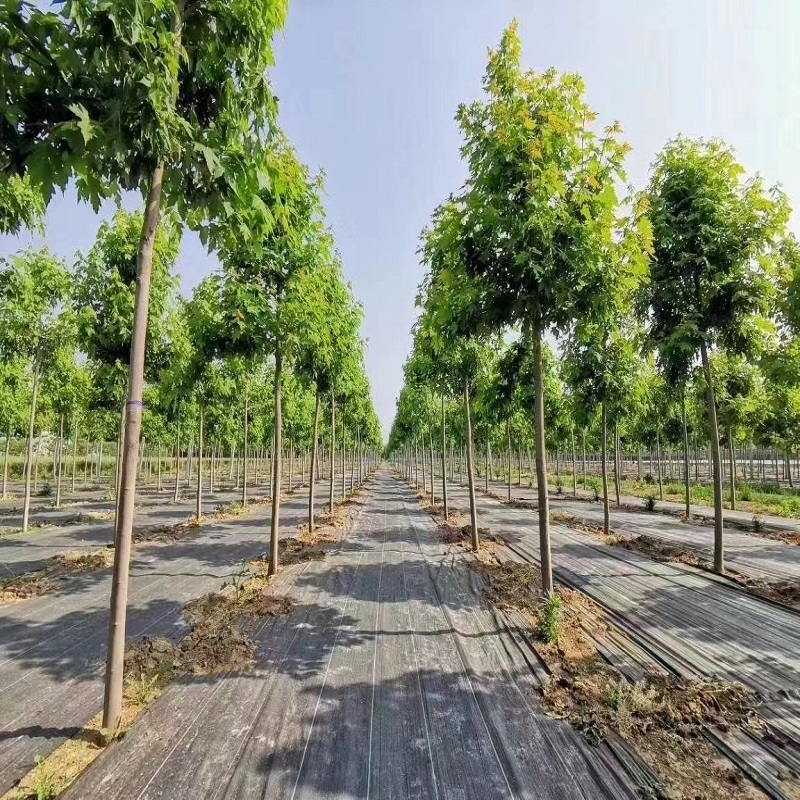 Durable Grass Proof Geotextile Fabric for Agricultural Use