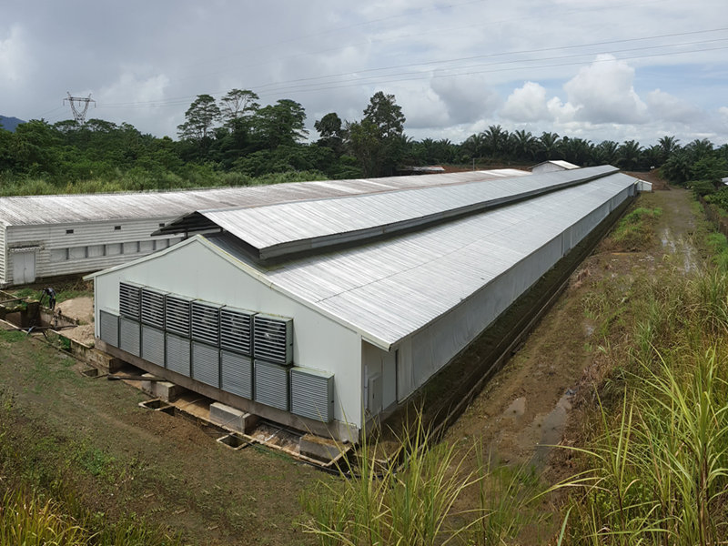 Automatic Equipment Metal Cage Steel Structure Broiler Chicken Poultry House