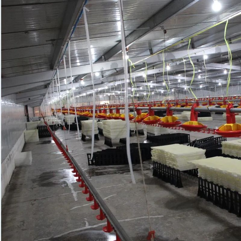 Well Ventilated Poultry Farm Chicken House