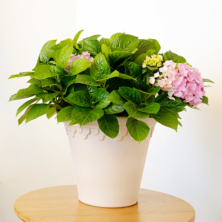 Кашпо для цветов пластиковое, садовое, на заказ