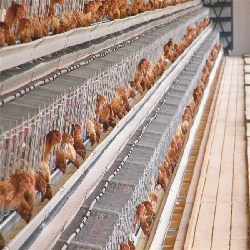 Portable Chicken Portable House Price Prefabricated Shed Steel Poultry Farm Construction