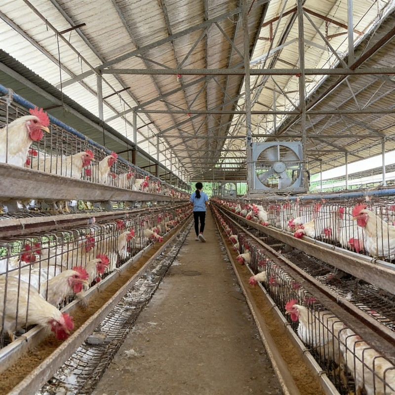 Custom-Sized Light-Transmitting Anti-Corrosion Livestock Steel Cattle Sheds, Chicken Coops & Horse Stables