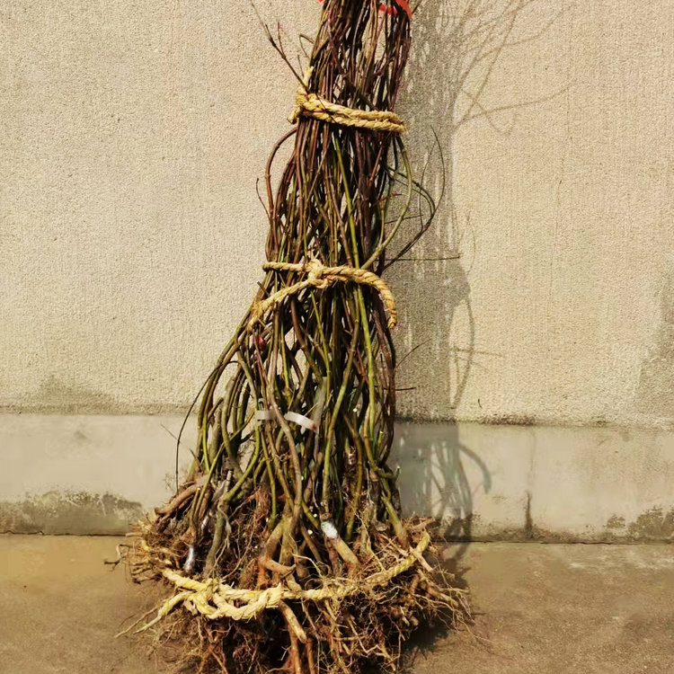 Hot Sale Multi-Color Maple Weeping Branch Acer Palmatum Tree Seedling for Growing