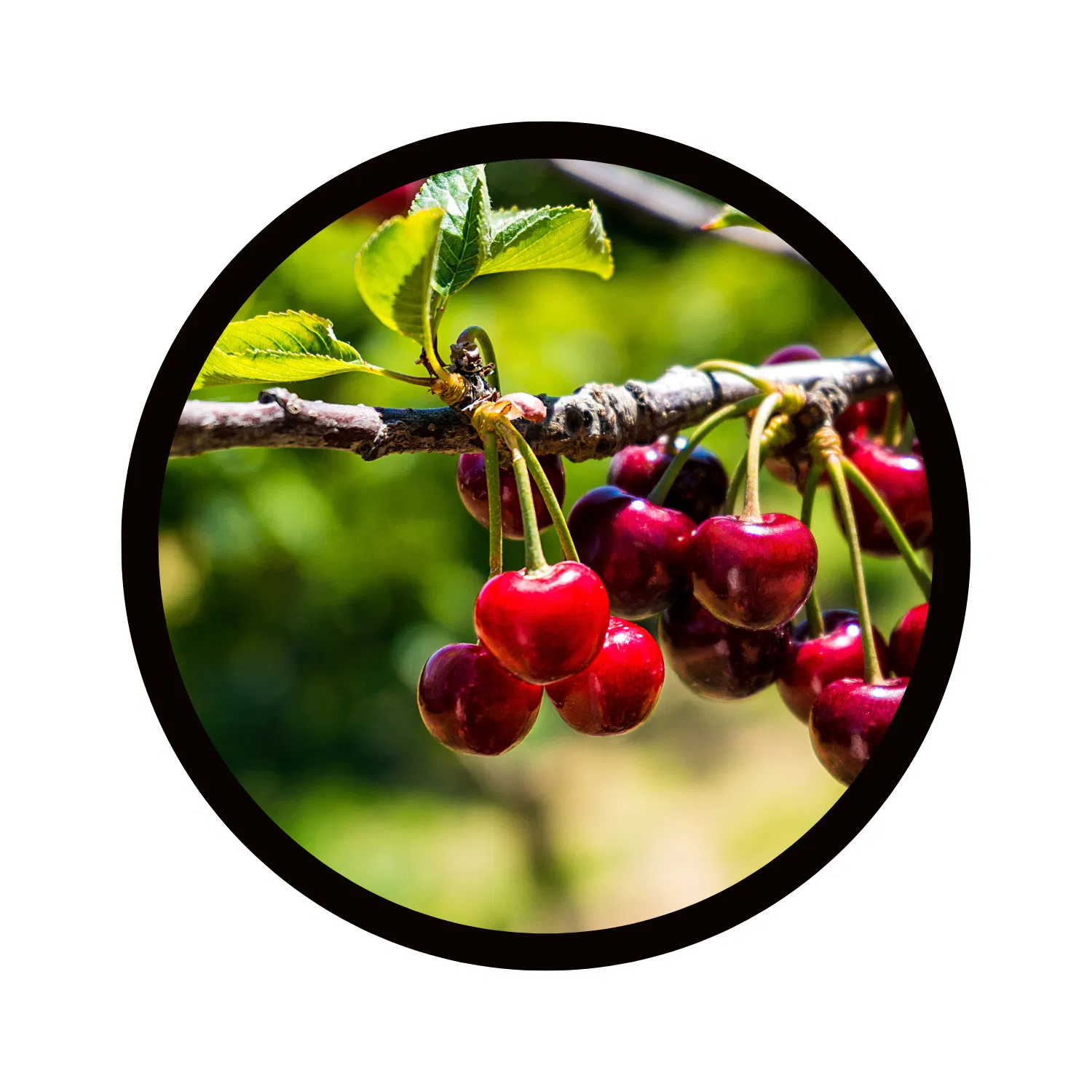 23.6-Inch Android and Windows LCD Display Player with High Contrast