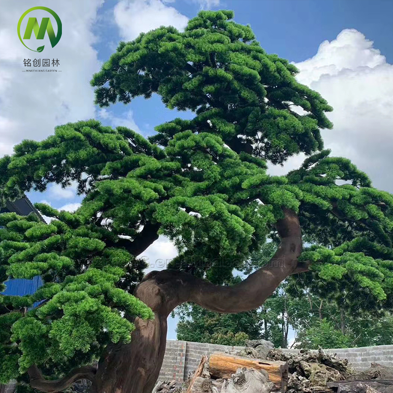 Сосны кедровые искусственные ландшафтные бонсай
