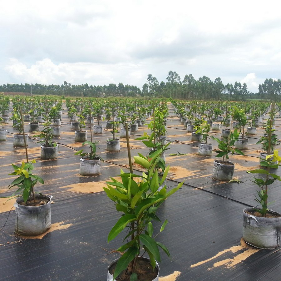 Advanced Technology Good Price Weed Mat Poland