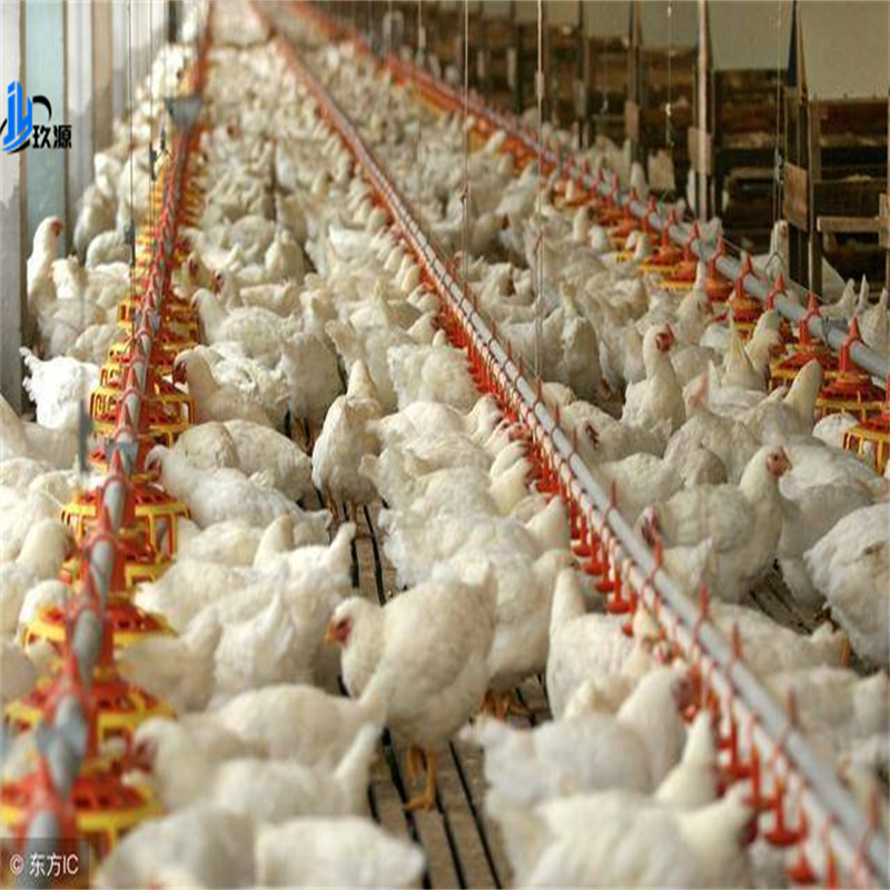 Popular Prefabricated Steel Structure Engineering Building - Chicken Coop Factory Building