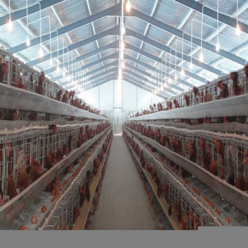 Cheap Price Popular Offered Modified Poultry Farm Chicken House for Sale