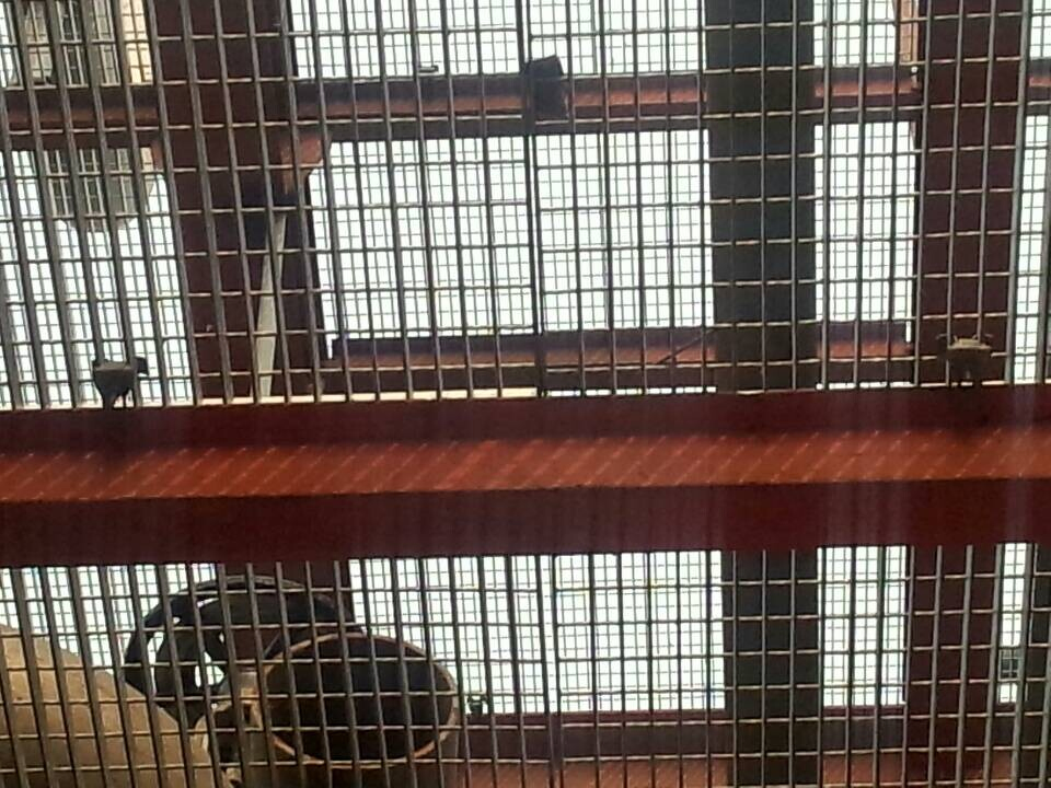 Hot DIP Galvanized Fences with Steel Grating for Estate