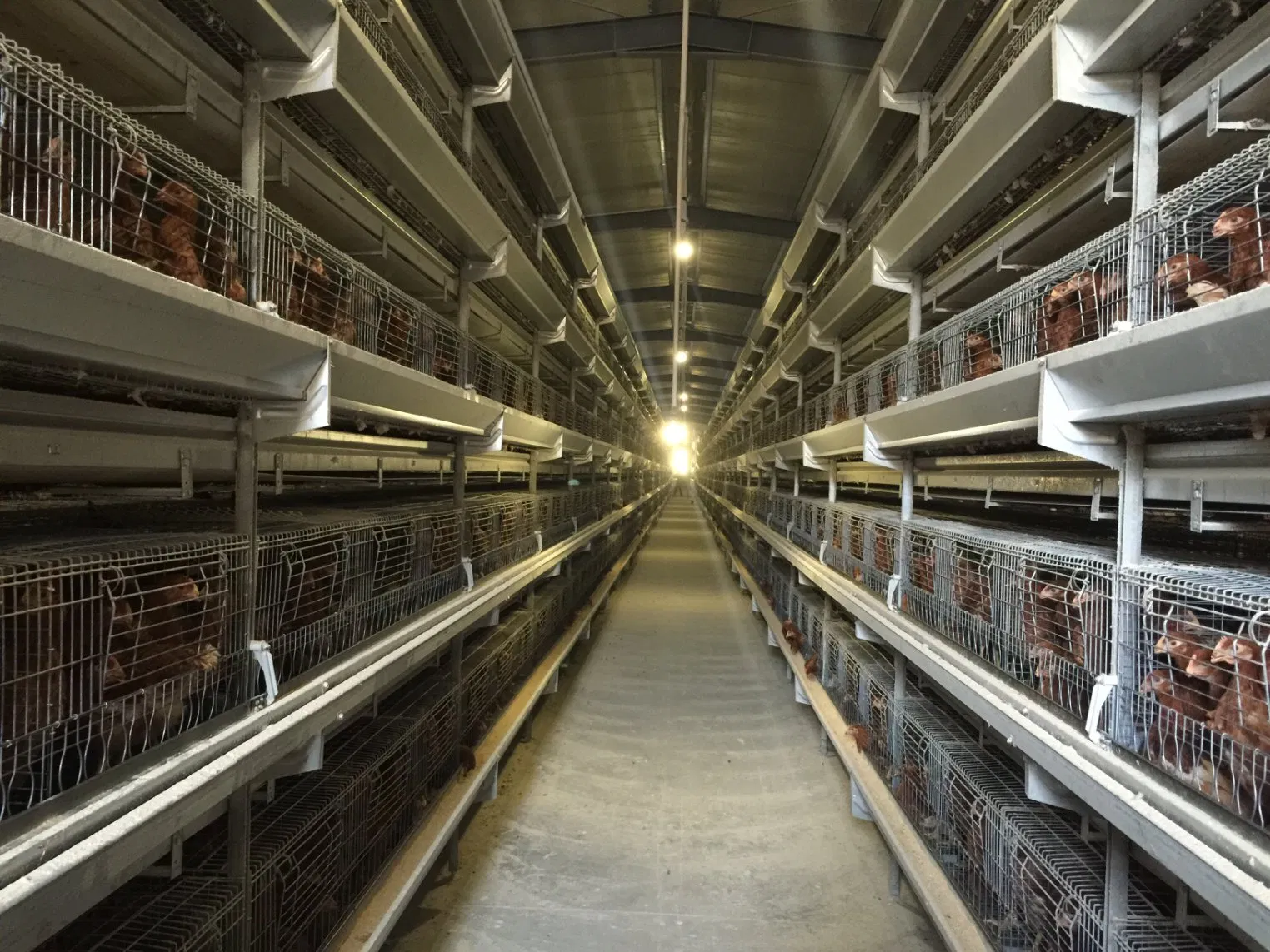 Galvanized Prefabricated Light Steel Structure Design Chicken Poultry Chicken Farm Shed Building Construction