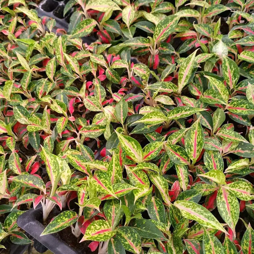 Aglaonema Nightsparkle Plug Seedling Live Plants Aglaonema Tissue Culture