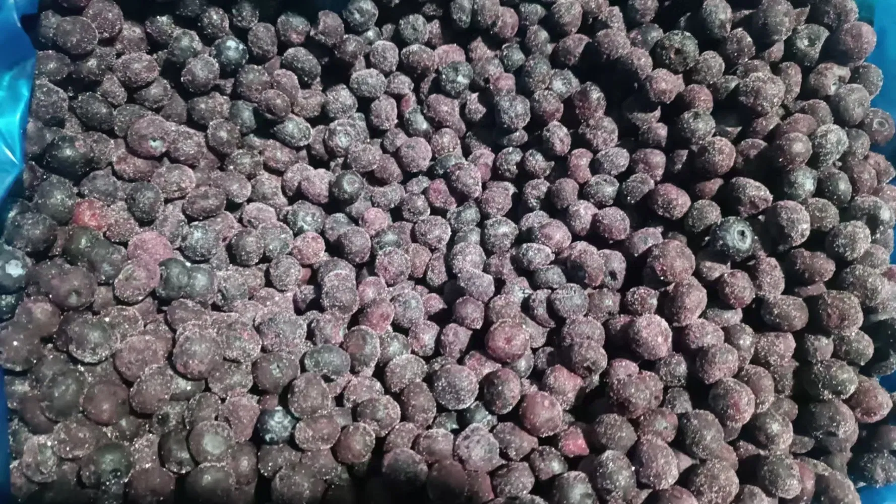 Wholesale Froze Fruit IQF Fruit IQF Blueberry (grade B)