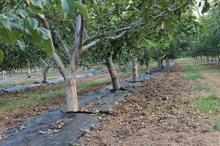 Grass-Proof Cloth Orchard Weeding Cloth Weeding PP Ground Cover Weed Mat