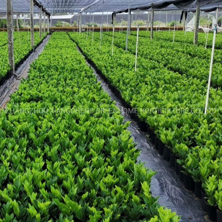Beautiful Zz Plant Zamioculcas Zamiifolia Green Live Plant