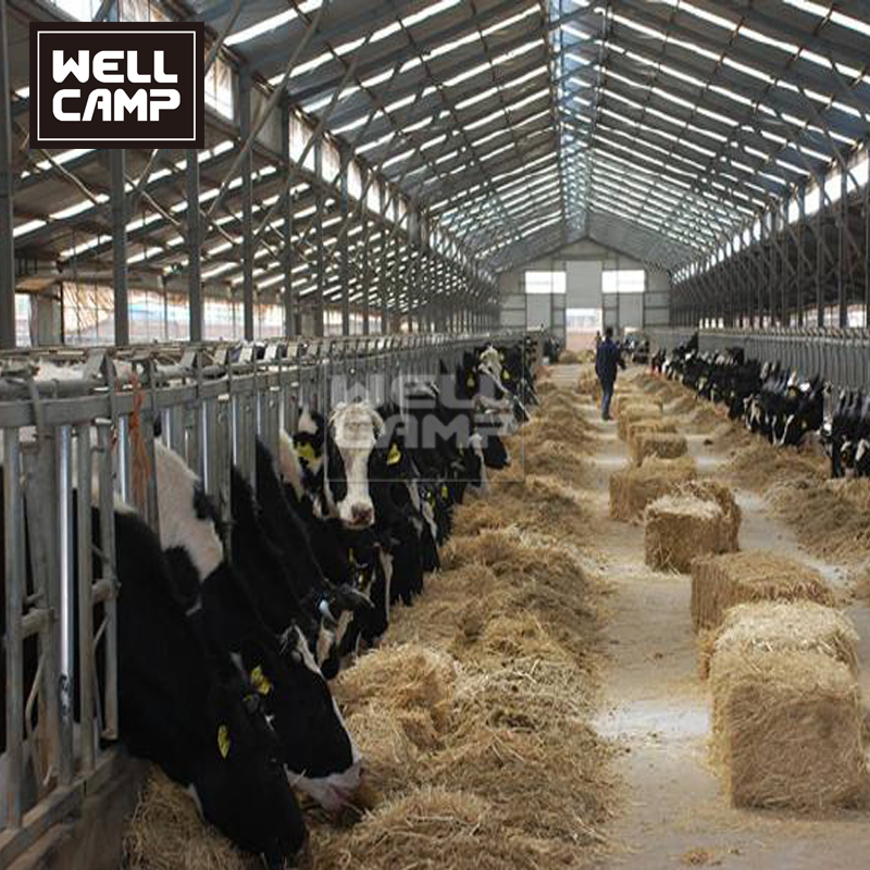 Wellcamp Low Price Steel Structure Farm Design Dairy Cows Cattle Barn Shed