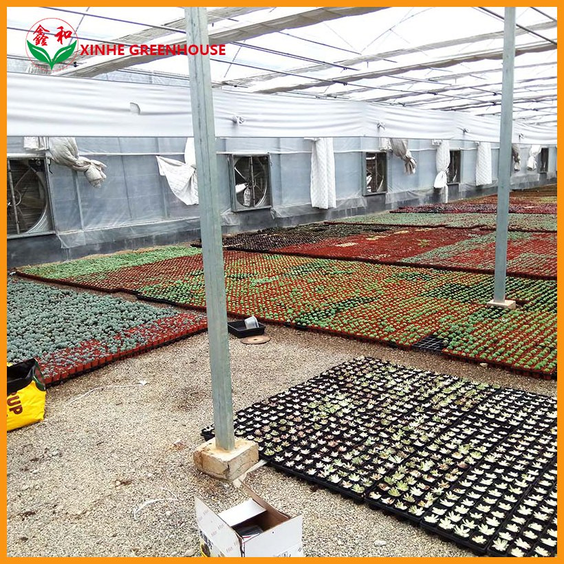 Po Film Customized Agriculture Multi Span Garden Agro Warm Greenhouses