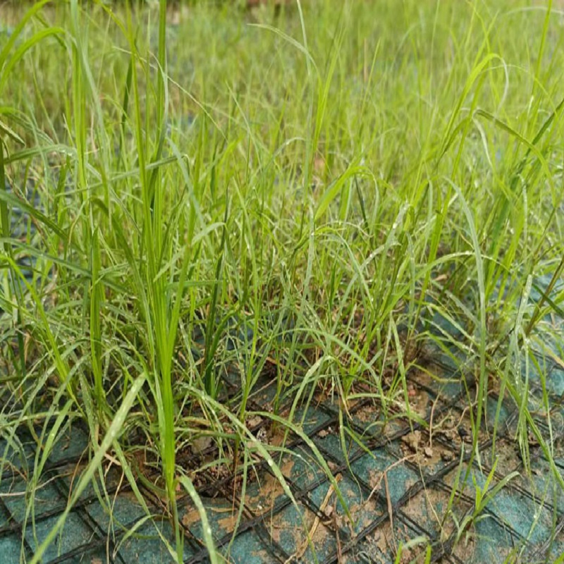 Tr 200GSM-1000GSM Customized Size Coconut/Coco Coir/Fiber Blanket/Mat for Slope Protection/Ecological Restoration/Soil Management