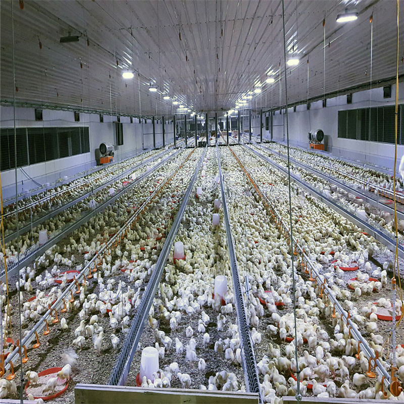 High Quality Light Construction Steel Structures Poultry Farm House Design