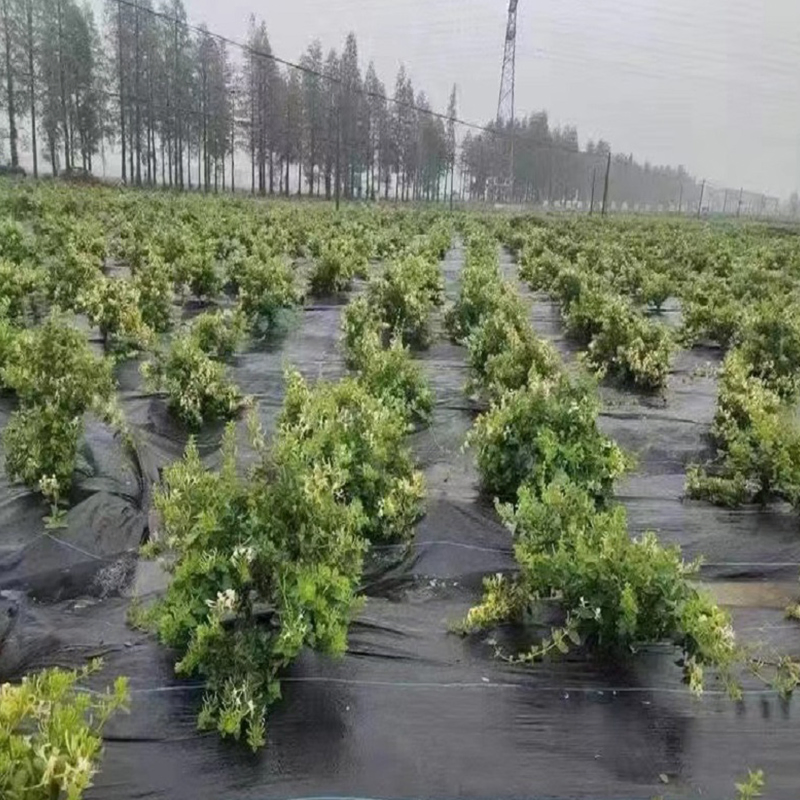 Custom-Size Anti-Grass PE Ground Cover Mesh Weed Mat for Garden Use