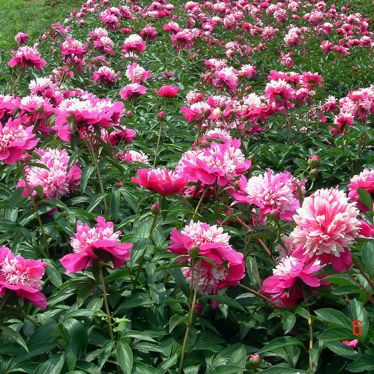 Hot Sell Different Size Multi-Color Big Flower Chinese Herb Peony Qi Hua Lu Shuang