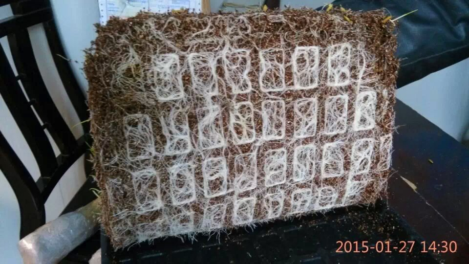 Hard Plastic Rice Seedling Tray for Rice Paddy Seed Nursery Sowing