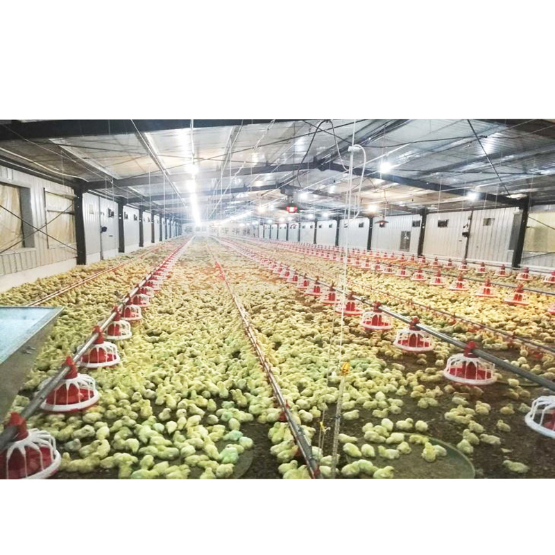 Prefab Steel Commercial Chicken Building /Fast Building Poultry Shed Construction