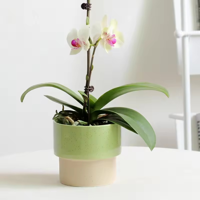 Creative Pink Ceramic Hydroponic Flower Pot for Indoor Succulents