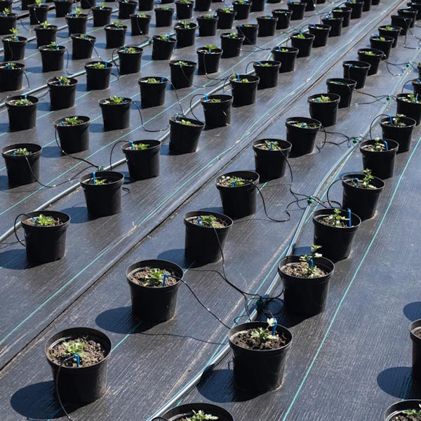 Weedmat with Square Marking Line